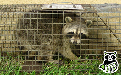 Alpharetta trapping